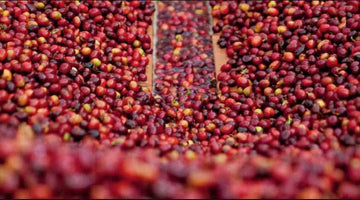 Spring Allocation 2022 | Moon Gesha by Elias and Shady Bayter press-coffee-dev.myshopify.com