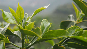 Winter 2021 Allocation - Ethiopia Testi Ayla Bombe Winey Fermentation