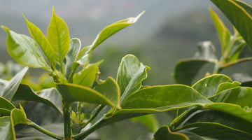 Winter 2021 Allocation - Ethiopia Testi Ayla Bombe Winey Fermentation