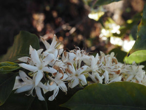 Ethiopia Bedhatsu Jibicho