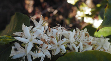 Ethiopia Bedhatsu Jibicho