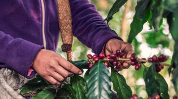 Summer 2020 Allocation - Colombia Palestina Pink Bourbon