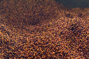Spring 2021 Allocation - Colombia Campo Hermoso Golden Washed