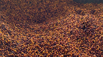 Spring 2021 Allocation - Colombia Campo Hermoso Golden Washed