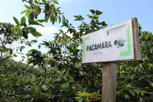 Colombia El Vergel Pacamara - Limited Release