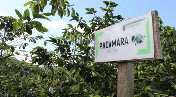 Colombia El Vergel Pacamara - Limited Release