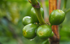 Limited Release: Burundi Bavyeyi II