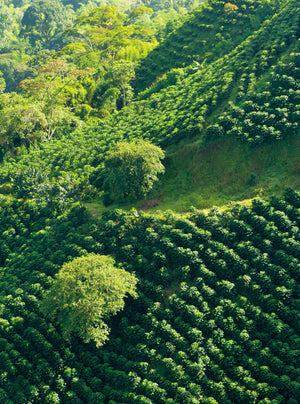New Offering from Colombia Finca la Paz