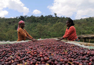 Ethiopia Royal Select Water Process Guji Decaf