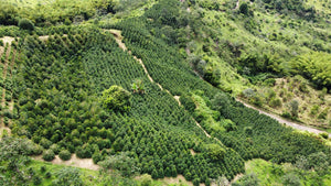 Summer Allocation 2021 - Colombia Java El Edén