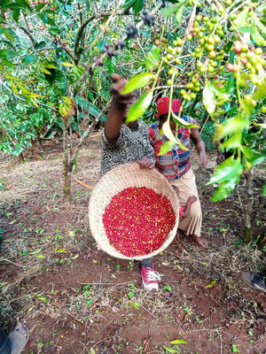 Ethiopia Muda Tatessa