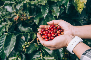 Guide to Coffee Processing
