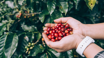 Guide to Coffee Processing