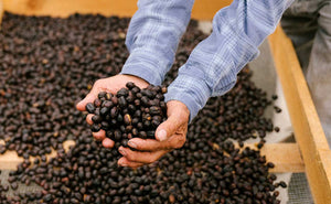 What is Anaerobic Coffee Processing?
