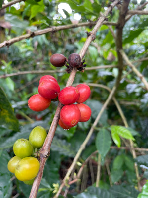 Coffee Farm 1