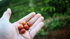 Amazing Coffee for Cold Brew Production
