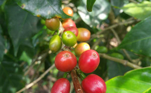coffee cherries