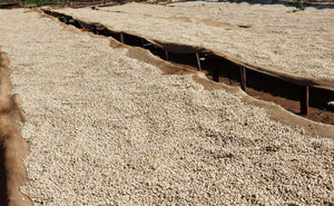 coffee drying beds