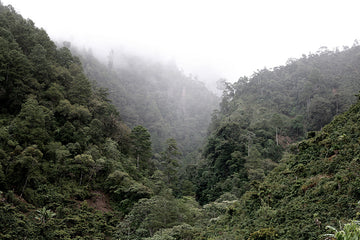 Guatemalan Coffee Farm