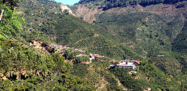 Guatemala Finca La Providencia Palhu | Press Coffee Roasters