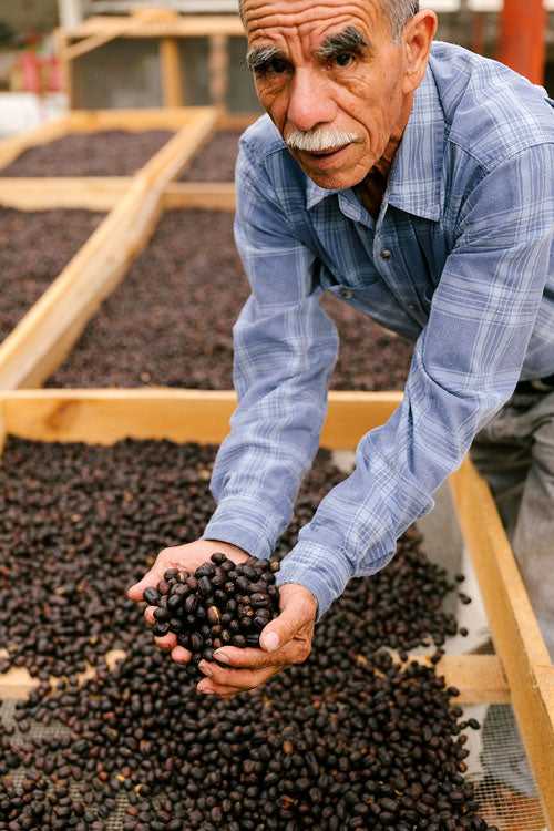 Guatemala El Amate y Anexos | Press Coffee Roasters