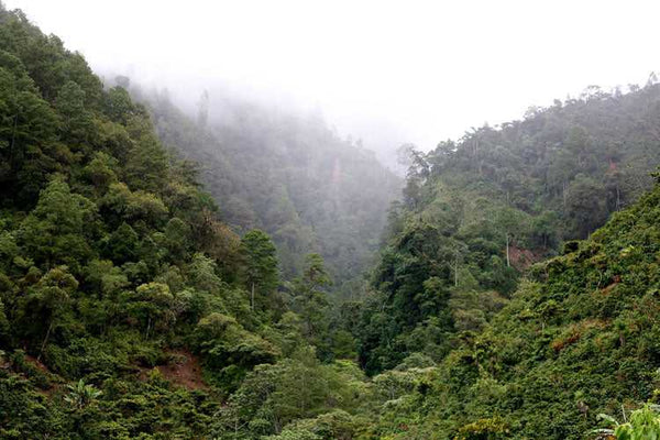 Guatemala El Amate y Anexos | Press Coffee Roasters