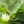 Load image into Gallery viewer, Mexico GRAPOS Altura | Press Coffee Roasters
