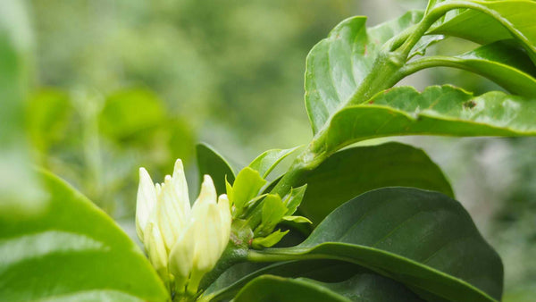 Mexico GRAPOS Altura | Press Coffee Roasters