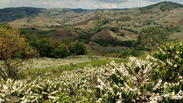 Brazil Mogiano | Press Coffee Roasters