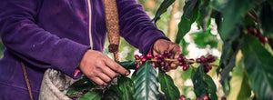 Summer 2020 Allocation - Colombia Palestina Pink Bourbon