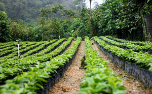 guatemalan coffee farm