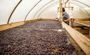 What is Semi-Washed Coffee Processing?