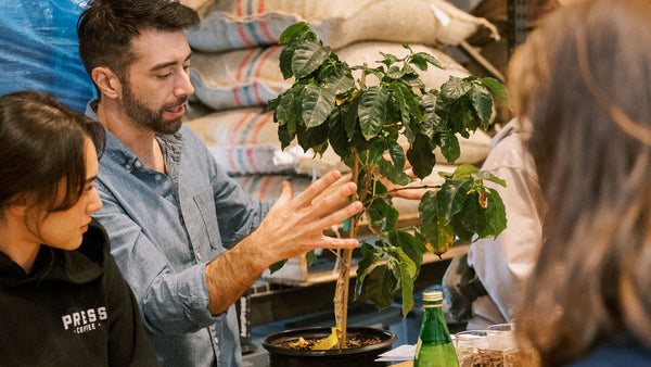 Coffee 202 course with coffee tree