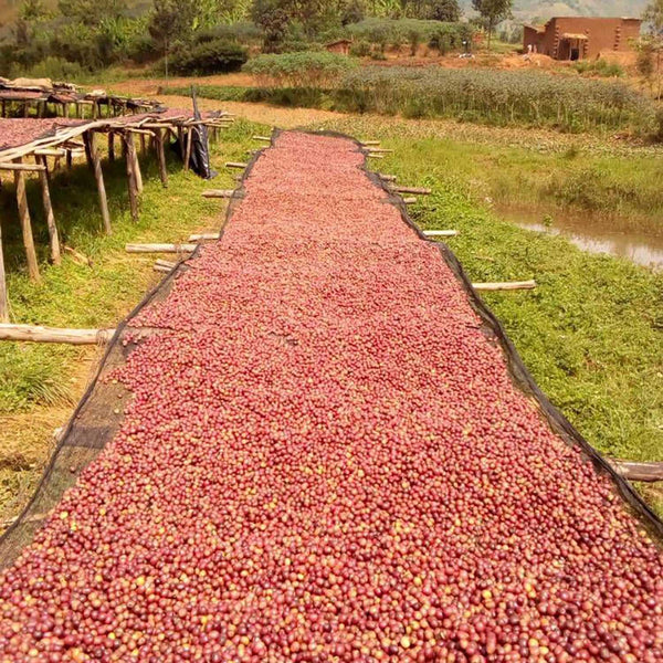 Burundi Bavyeyi II | Limited | Press Coffee Roasters