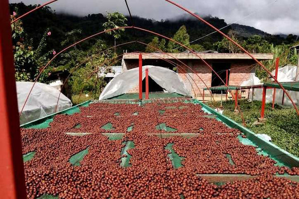 Peru Finca Tasta Anaerobic | Press Coffee Roasters