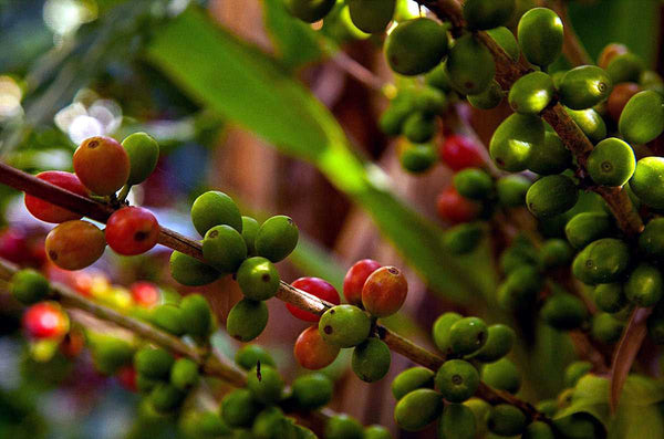Sumatra Aceh Gayo | Press Coffee Roasters