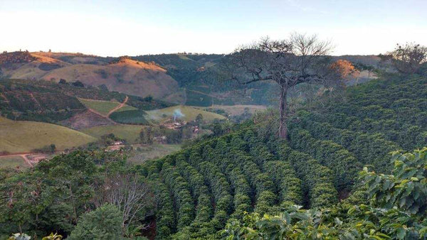 Brazil Royal Select Water Process Decaf | Press Coffee Roasters