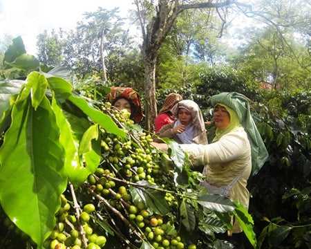 Sumatra Takengon Mandheling | Press Coffee Roasters